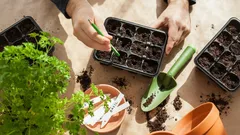 Wat kun je in januari zaaien? Tuinders noemen de 5 beste groenten