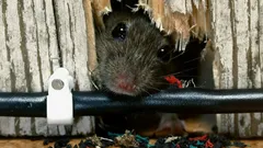 Muizen komen niet meer terug in huis: eenvoudige methoden die het probleem voorgoed oplossen