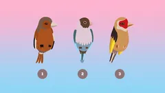 Psychologische test: kies een vogel en ontdek wat anderen van je denken