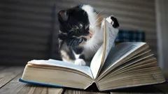 Waarom een kat op de spullen van zijn baasje gaat zitten: experts noemen 4 redenen