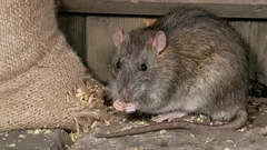 Ratten verdwijnen voorgoed: dit huishoudelijke ingrediënt laat knaagdieren je huis direct verlaten