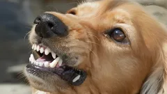 Honden voelen alles aan: dit is waarom ze naar sommige mensen blaffen en naar anderen niet