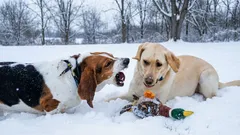 Wat te doen als je hond blaft naar andere honden: een hondentrainer geeft praktische tips